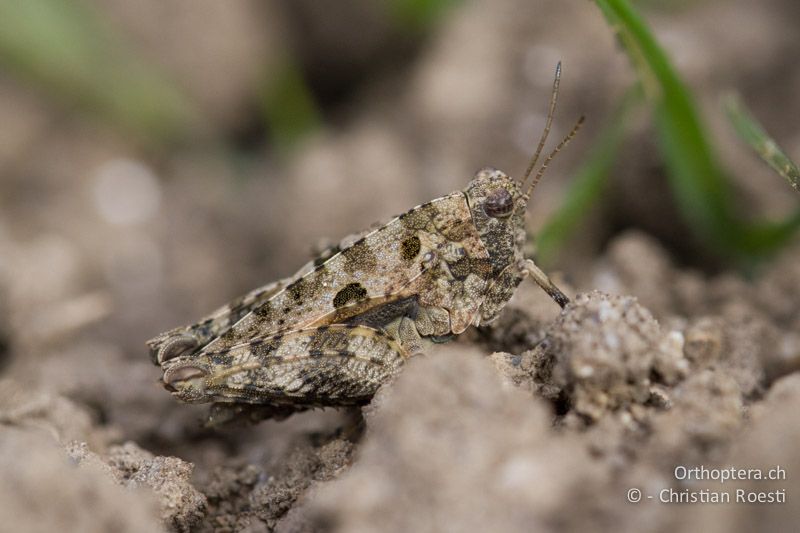 Tetrix tenuicornis ♀ - CH, BE, Bern, 09.06.2013