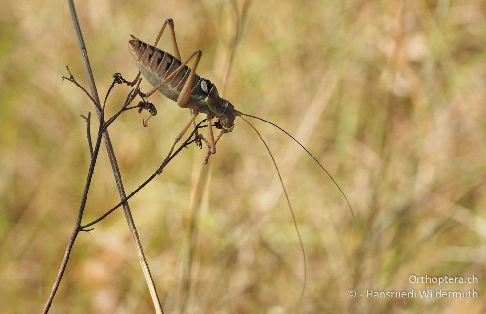 Ephippiger discoidalis ♂ - HR, Istrien, Bokordići, 19.07.2015