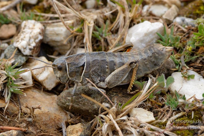 Paranocaracris bulgaricus ♀ - GR, Ostmakedonien, Mt. Pangeon, 06.07.2013