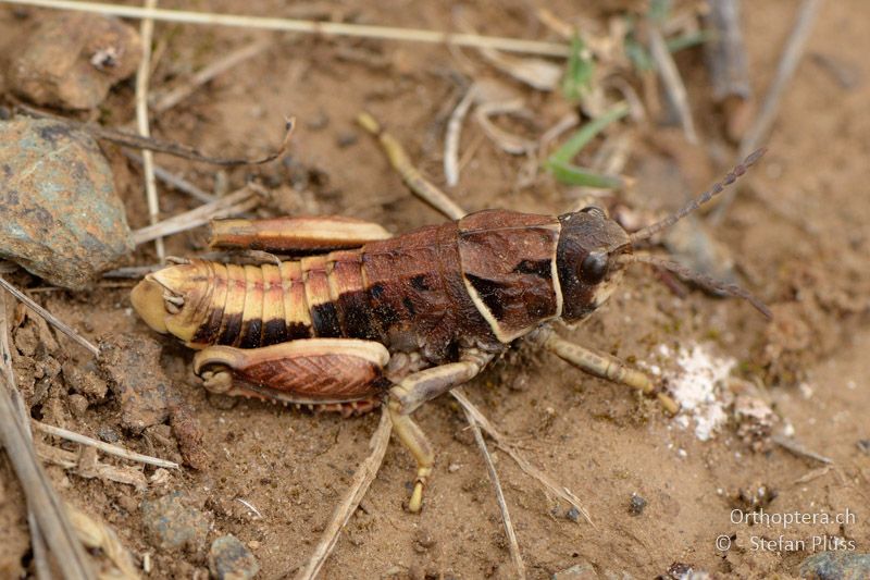 Paranocaracris bulgaricus ♂ - GR, Ostmakedonien, Mt. Pangeon, 06.07.2013