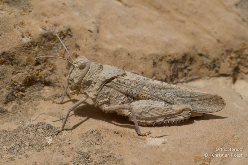 Weibchen von Tmethis pulchripennis asiaticus. Al Qadisiyya, 19.05.2011