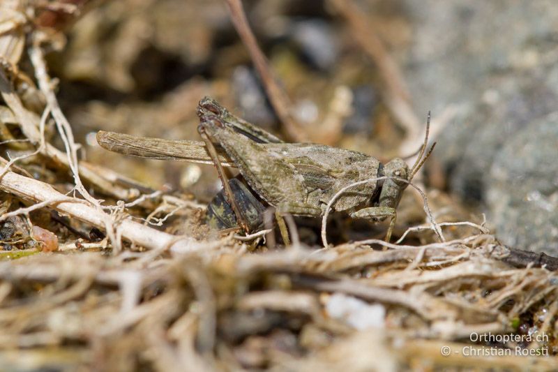 Tetrix bolivari ♀ bei der Eiablage - BG, Kardzhali, Krumovgrad, 23.04.2012