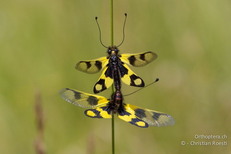 Paarung der Östlichen Schmetterlingshaft (Libelloides macaronius) - HR, Istrien, Galižana, 04.06.2014