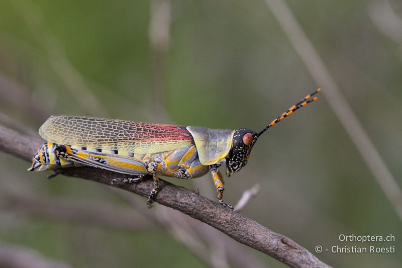 Elegant Grasshopper, Zonocerus elegans - SA unterwegs nach, Limpopo, Mutale, Pafuri River Camp, 01.01.2015