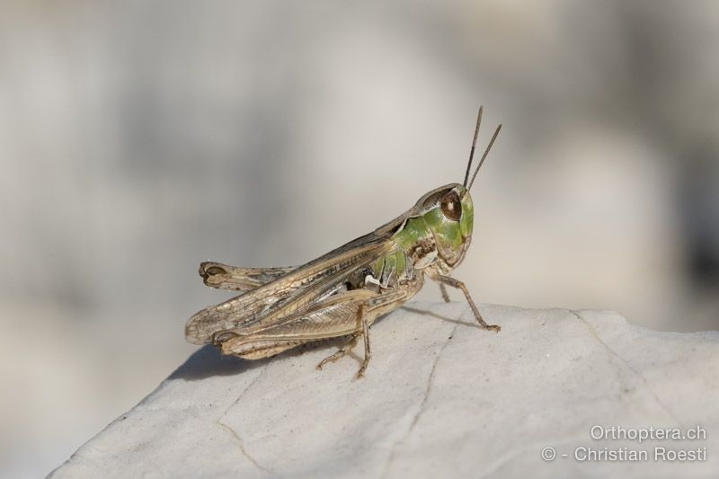 Omocestus petraeus ♀ - HR, Istrien, Mala Učka, 21.07.2015