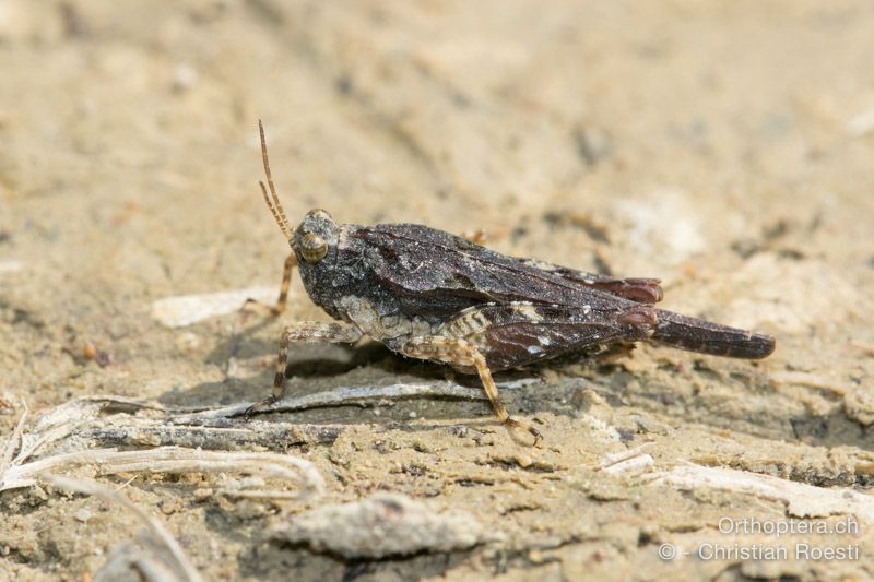 Tetrix ceperoi ♀ - HR, Istrien, Cerovlje, 22.07.2015