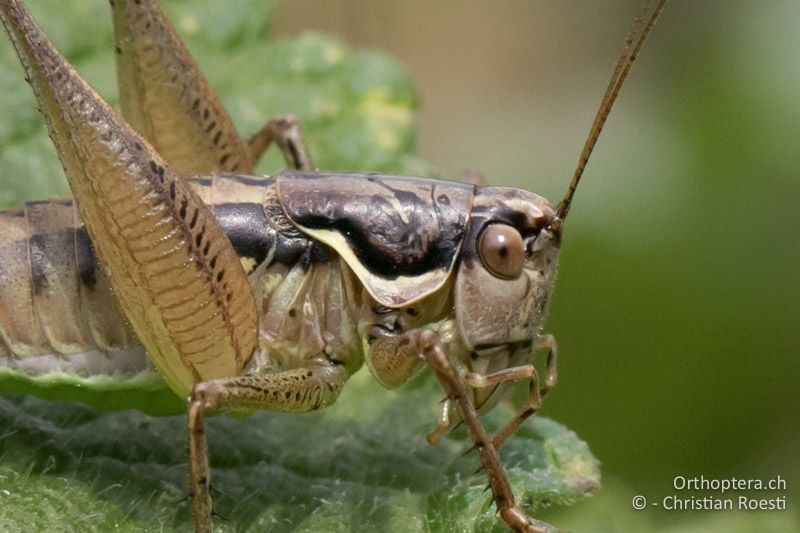 Vorderkörper von Pachytrachis gracilis ♀ - HR, Istien, Mt. Učka, 24.07.2015