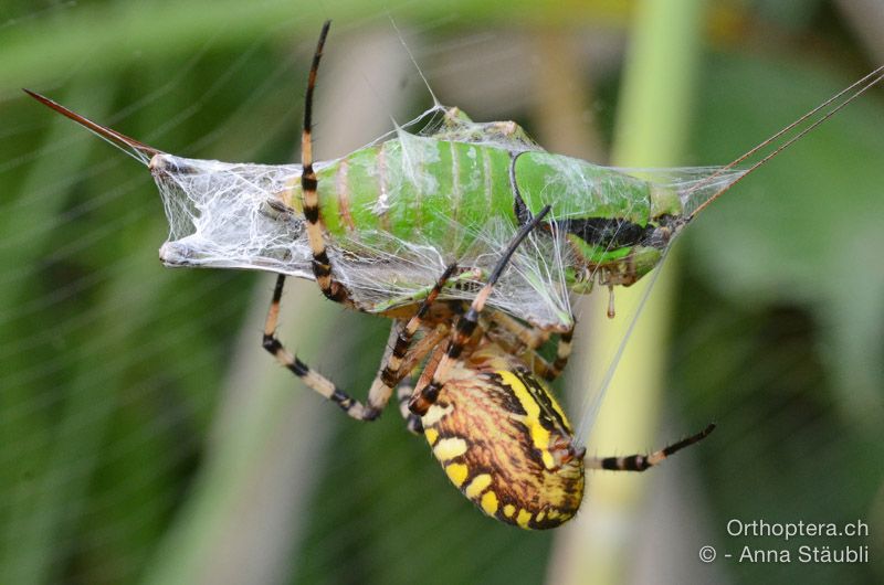 Wespenspinne (Argiope bruennichi) ♀ mit erbeuteter Eupholidoptera schmidti - HR, Istrien, Bijele Zemljel, 25.07.2015