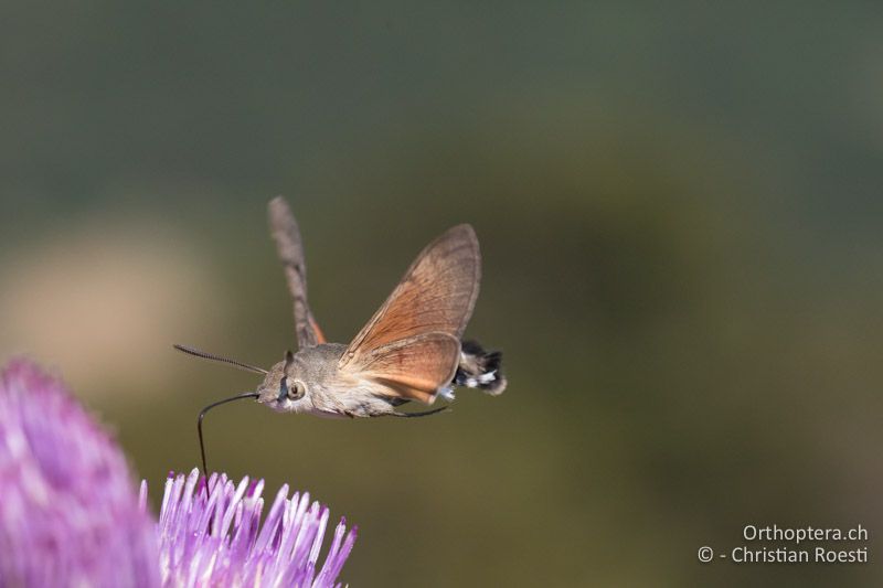 Taubenschwänzchen an Distel - GR, Zentralmakedonien, Mt. Vrondous, 09.07.2017