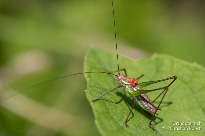 Leptophyes albovittata ♂ mit vielen Milben. Für die einen interessant, für die anderen unfotografierbar - BG, Chaskowo, Matochina, 09.07.2018