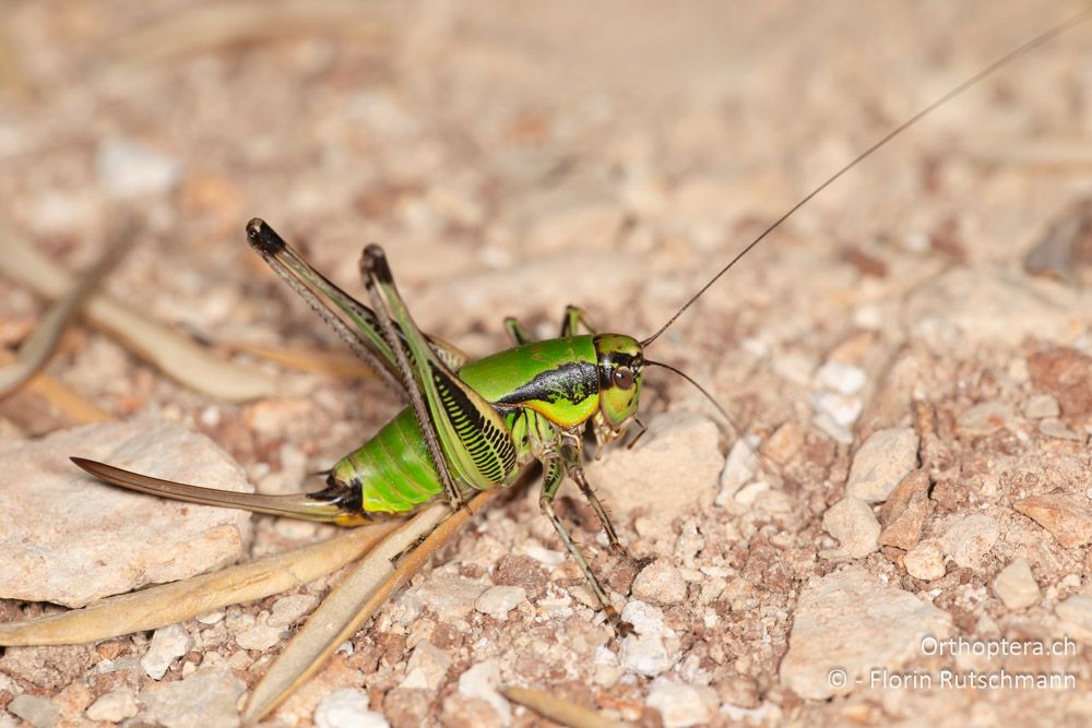 Eupholidoptera leucasi ♀ - GR, Ionische Inseln, Lefkada, 10.06.2024