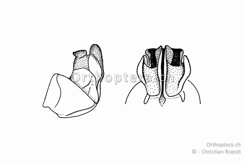 Penis von Calliptamus siciliae ♂ von der Seite (links) und von hinten (rechts).
