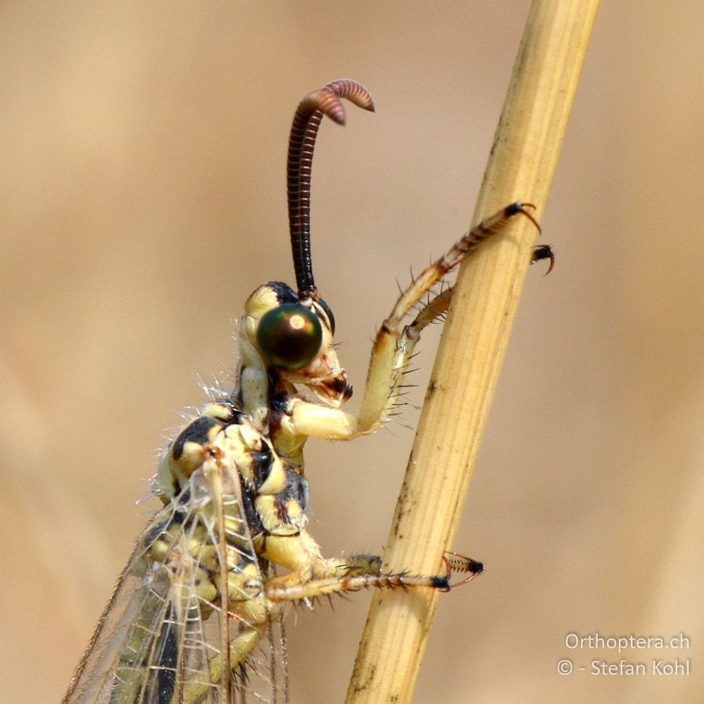 Portrait einer Ameisenjungfer Myrmecaelurus trigrammus - GR, Zentralmakedonien, Scholari, 05.07.2013