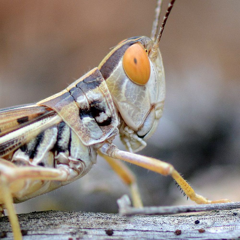 ♀ von Ramburiella turcomana - GR, Westmakedonien, Klidi, 09.07.2013