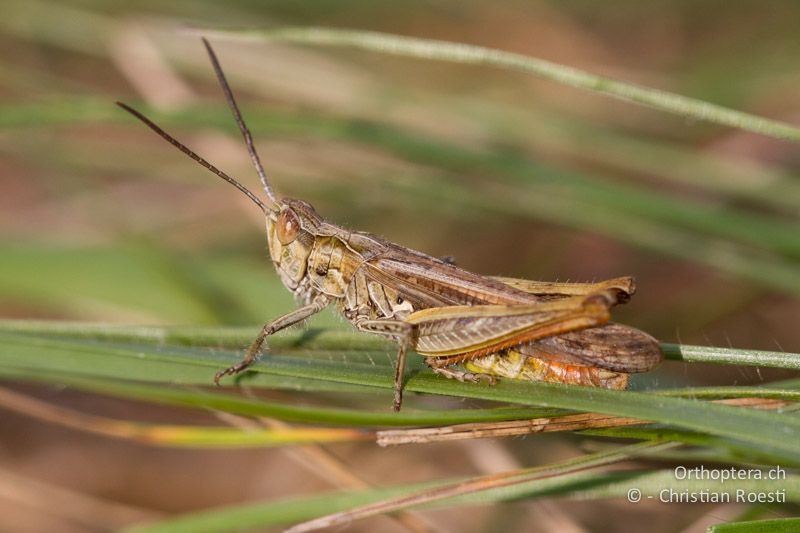 Chorthippus mollis ♂ - CH, VD, Chamblon, 06.09.2013