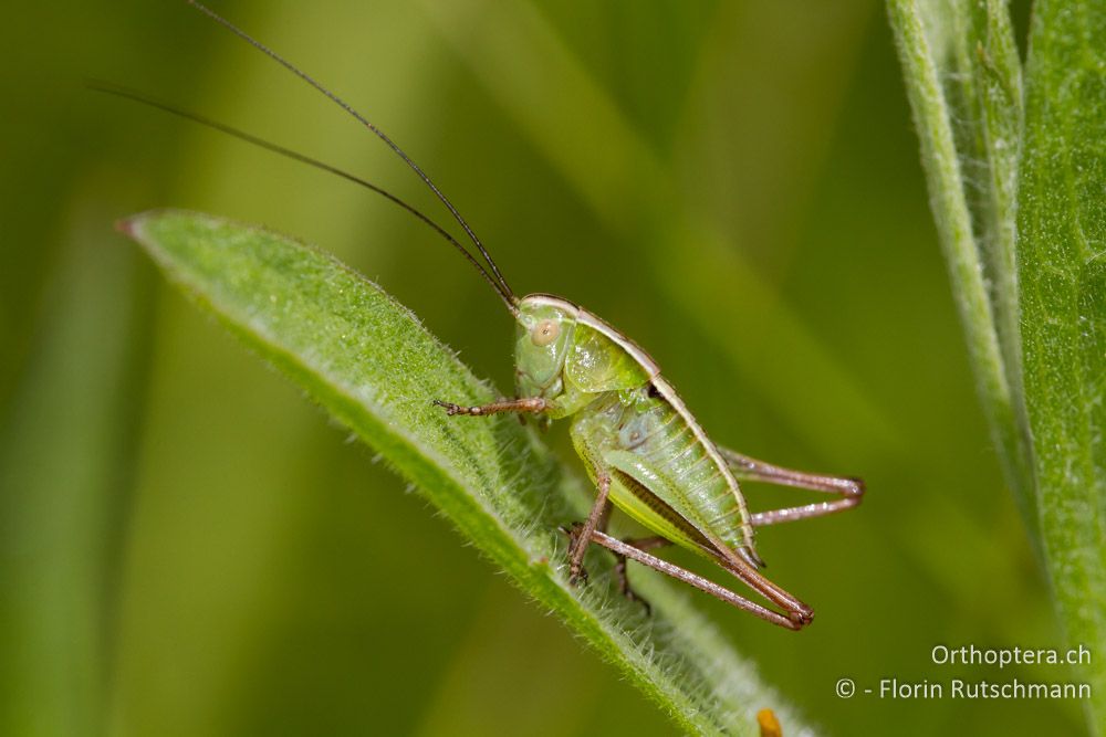 Larve der Istrischen Beissschrecke (Metrioptera kuntzeni) - HR, Istrien, Račja Vas, 10.06.2014