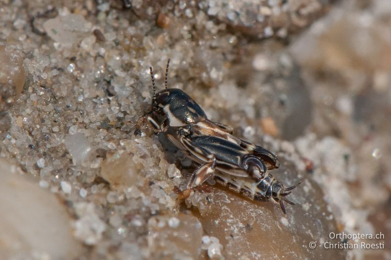 Xya variegata ♀ - AT, Burgenland, Apetlon, Rosaliakapelle, 30.06.2010