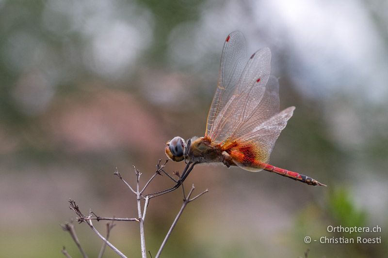 Tramea basilaris, Keyhole Glider ♂ - SA, Gauteng, Pretoria National Botanical Garden, 16.01.2015