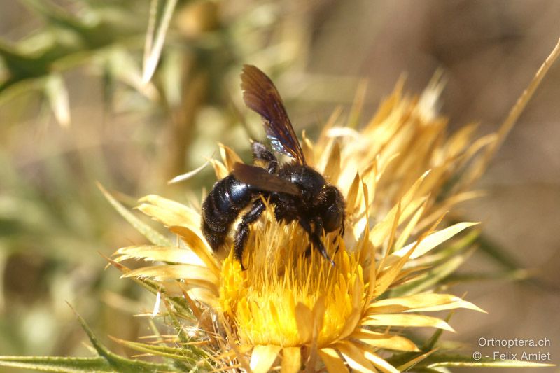 Xylocopa iris - HR, Istrien, Premantura, 22.07.2015