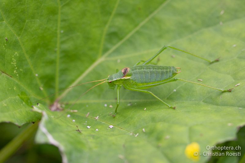 Isophya pienensis ♂ - RU, Transilvania, Harghita-Băi, 14.07.2020