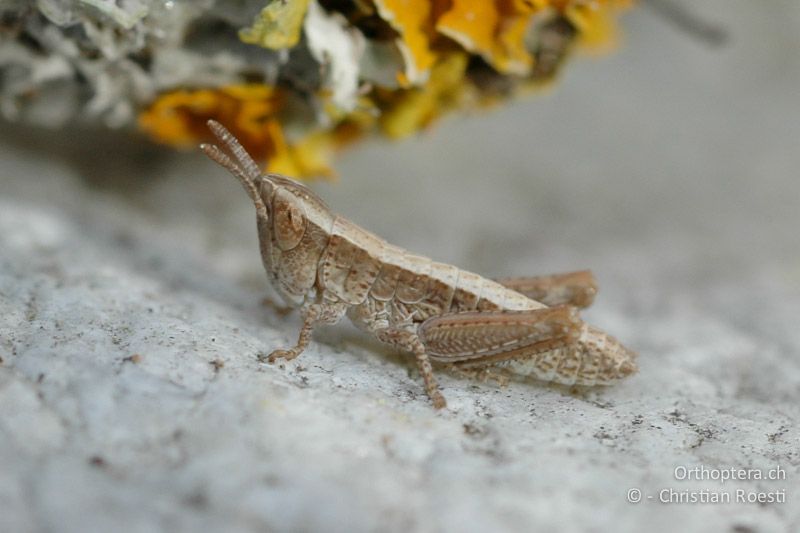 1. Larvenstadium von Chorthippus vagans - CH, VS, Pfynwald, 03.05.2007