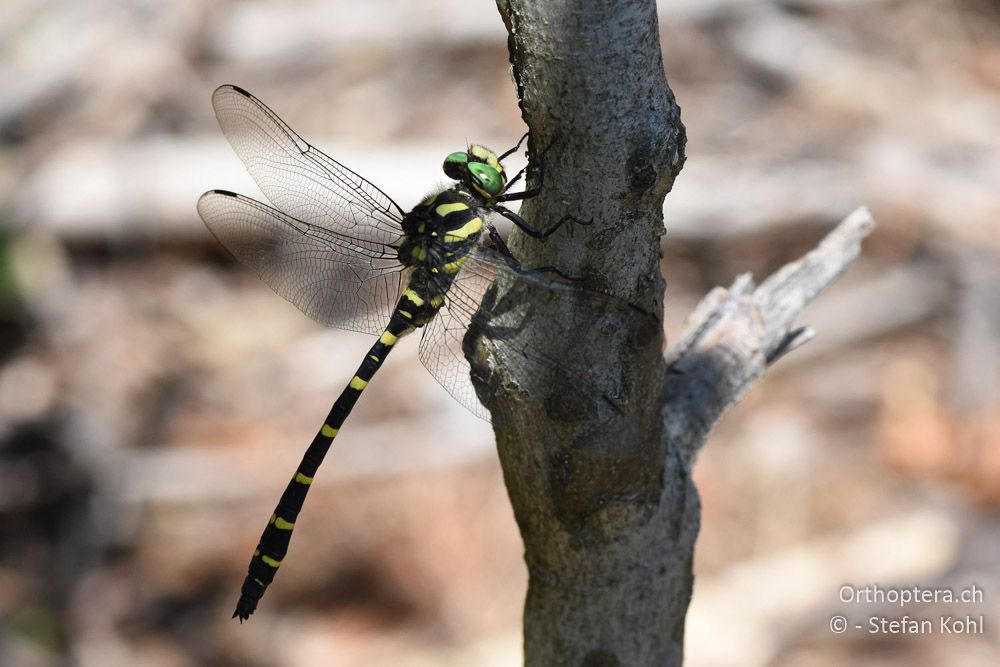 Grosse Quelljungfer (Cordulegaster heros) ♂ - BG, Blagoevgrad, Waldlichtung vor Raslog bei Bansko, 14.07.2018