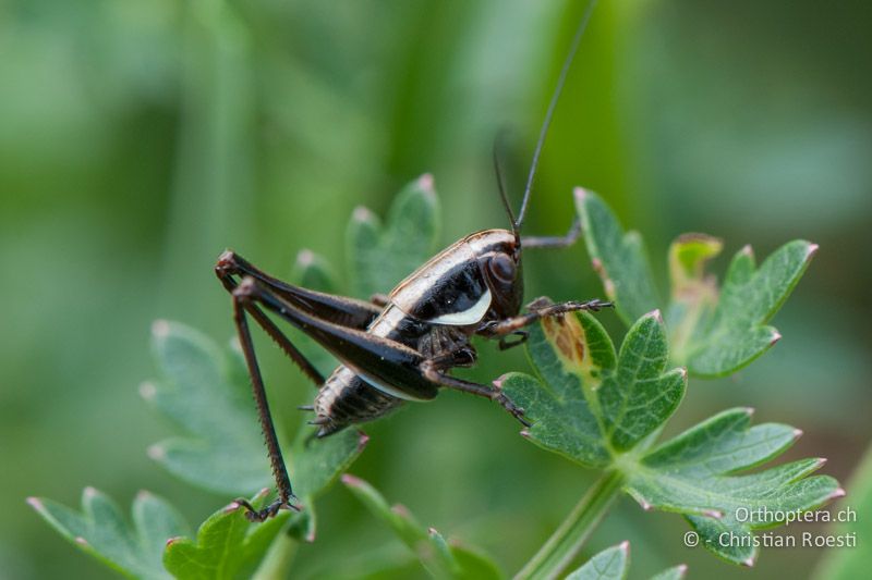 Ca. 4. Larvenstadium von Pholidoptera fallax ♀ - IT, Venetien, Mt. Summano bei Schio, 22.06.2010