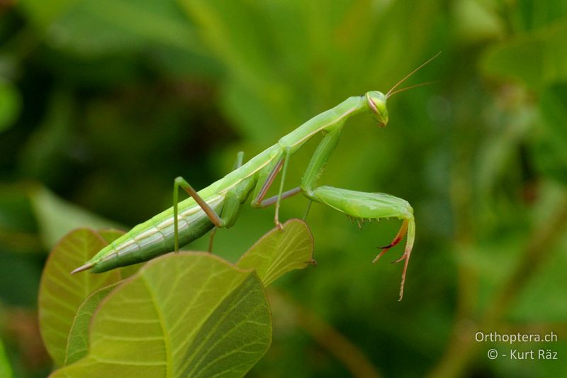 Gottesanbeterin (Mantis religiosa) ♀ - FR, bei Manosque, 05.07.2014