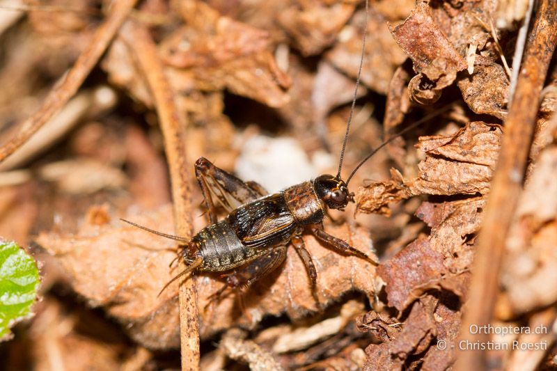 Nemobius sylvestris ♂ - CH, TI, Ponte Tresa, 01.09.2013