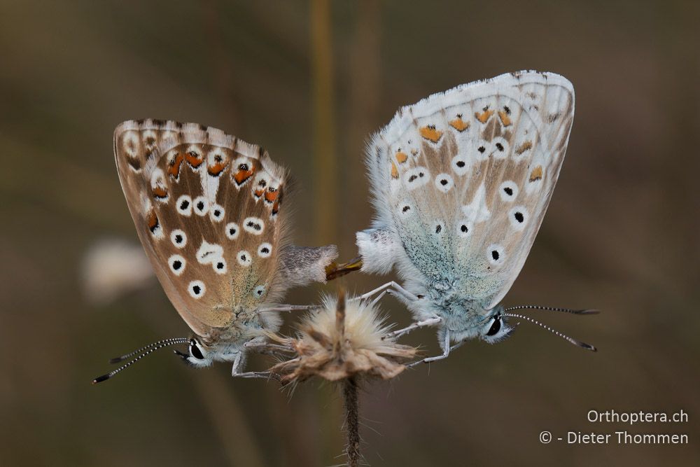 Polyommatus coridon, Paarung - HR, Istrien, Račja Vas, Dol, 24.07.2015