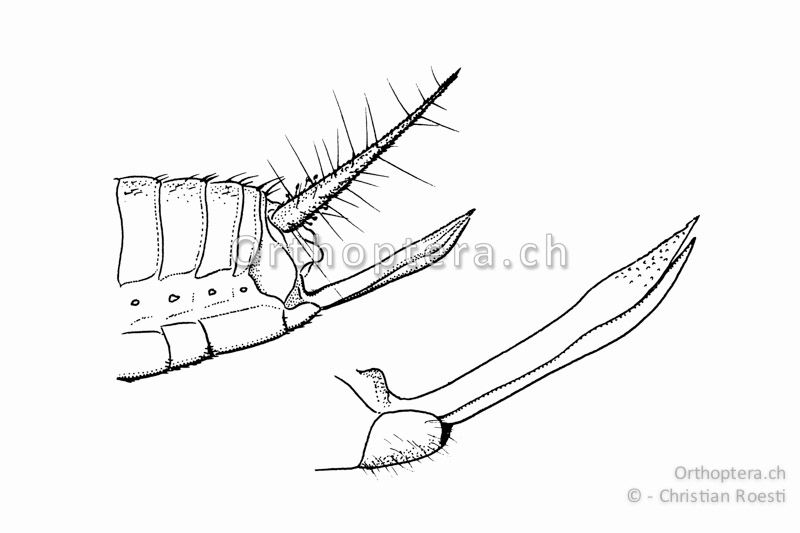 Hinterleibsende und Legeröhre vergrössert von zwei verschiedenen ♀♀ von Pteronemobius heydenii.