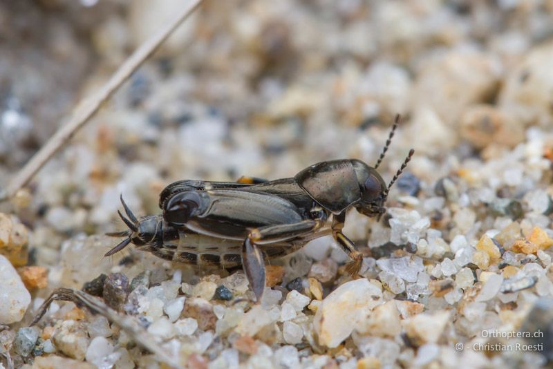 Pfaendlers Grabschrecke (Xya pfaendleri). Beide Arten der Gattung waren an der Arda ungefähr gleich häufig. An der Arda bei Stojanovo (Ardino), 22.04.2012