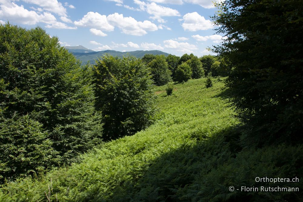 Adlerfarn-Monokultur - Mt. Vernon, 17.07.2011