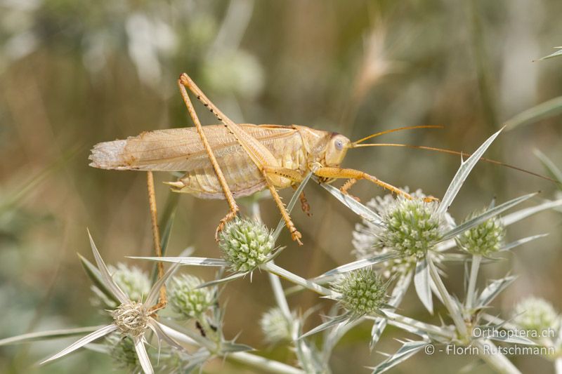 Tettigonia caudata ♂ - GR, Westmakedonien, Florina, 19.07.2012