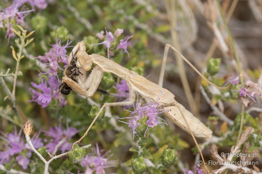 Bolivaria brachyptera verzehrt eine Wildbiene - GR, Thessalien, Larissa, 18.06.2015