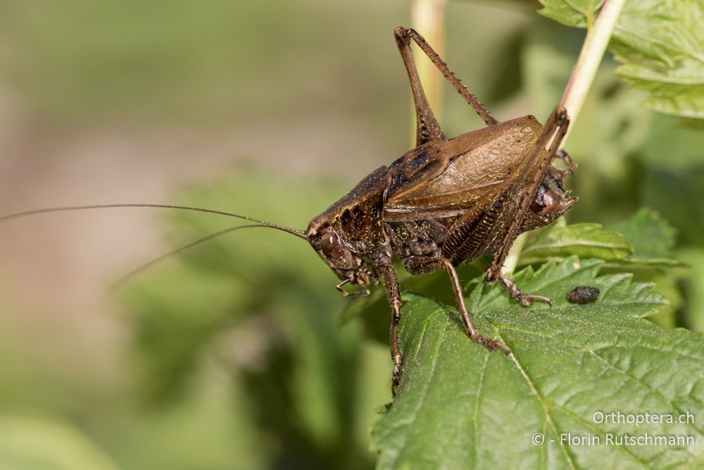 Zeuneriana marmorata ♂ - SLO, Osrednjeslovenska, Ig, 18.07.2015