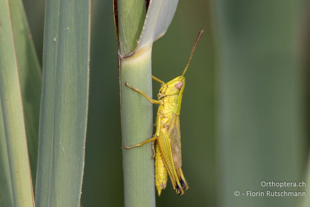 Chrysochraon dispar giganteus ♂ - HR, Istrien, Motovun, 25.07.2015