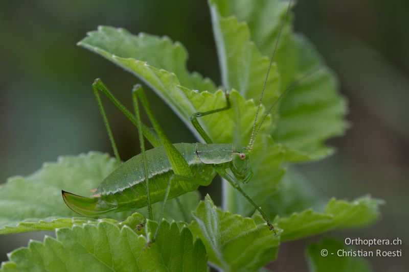 Leptophyes boscii ♀ - HR, Istrien, Pazin, 12.06.2014