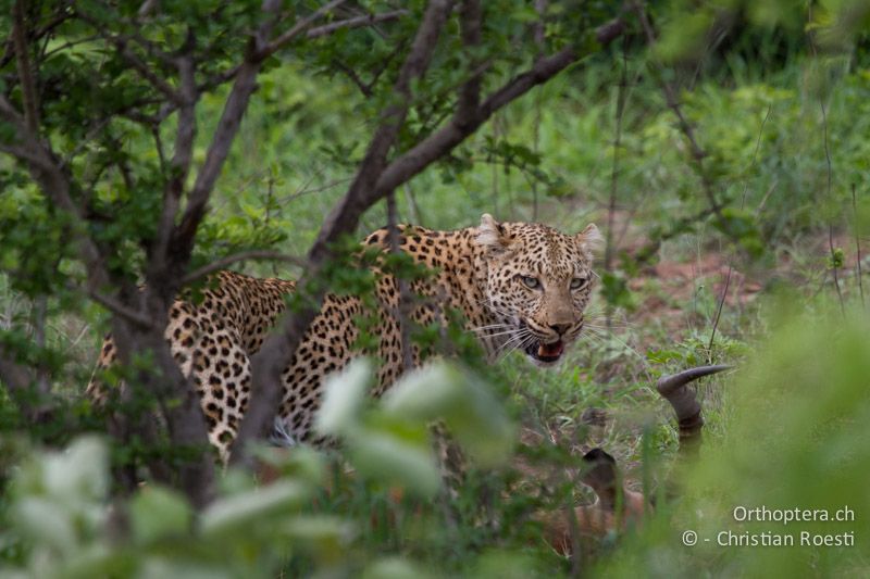 Weiblicher Leopard mit männlichem Impala als Beute - SA, Limpopo, Krüger Park, Punda Maria, 03.01.2015