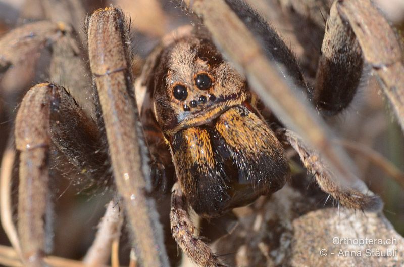 Hogna radiata ♀ - HR, Primorsko-goranska županija, Cres, Predošćica, 23.07.2015