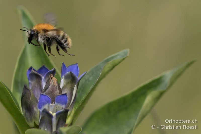 Hummel beim Durchstarten - HR, Istrien, Račja Vas, Dol, 24.07.2015