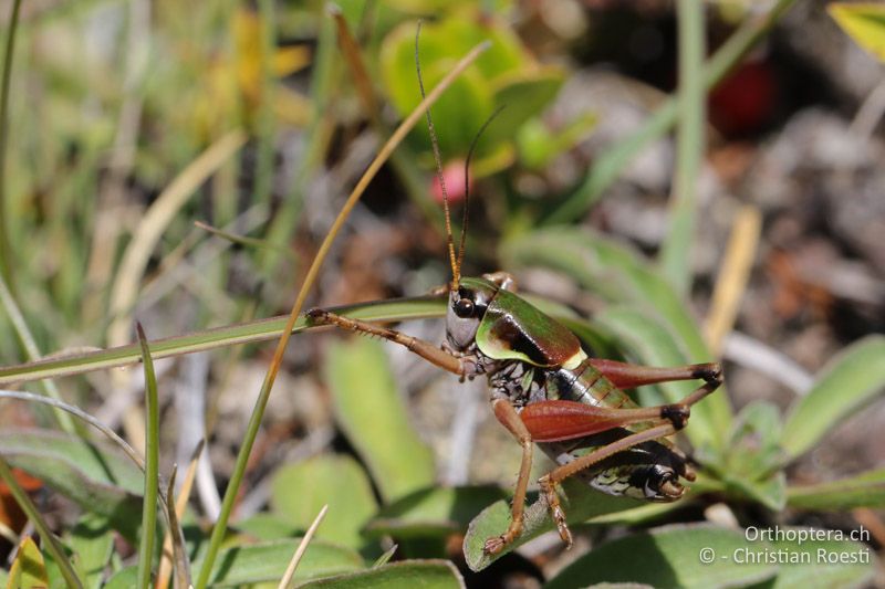 Anonconotus italoaustriacus ♂ - AT, Kärnten, Grossglockner Nationalpark, Heiligenblut, 21.09.2016