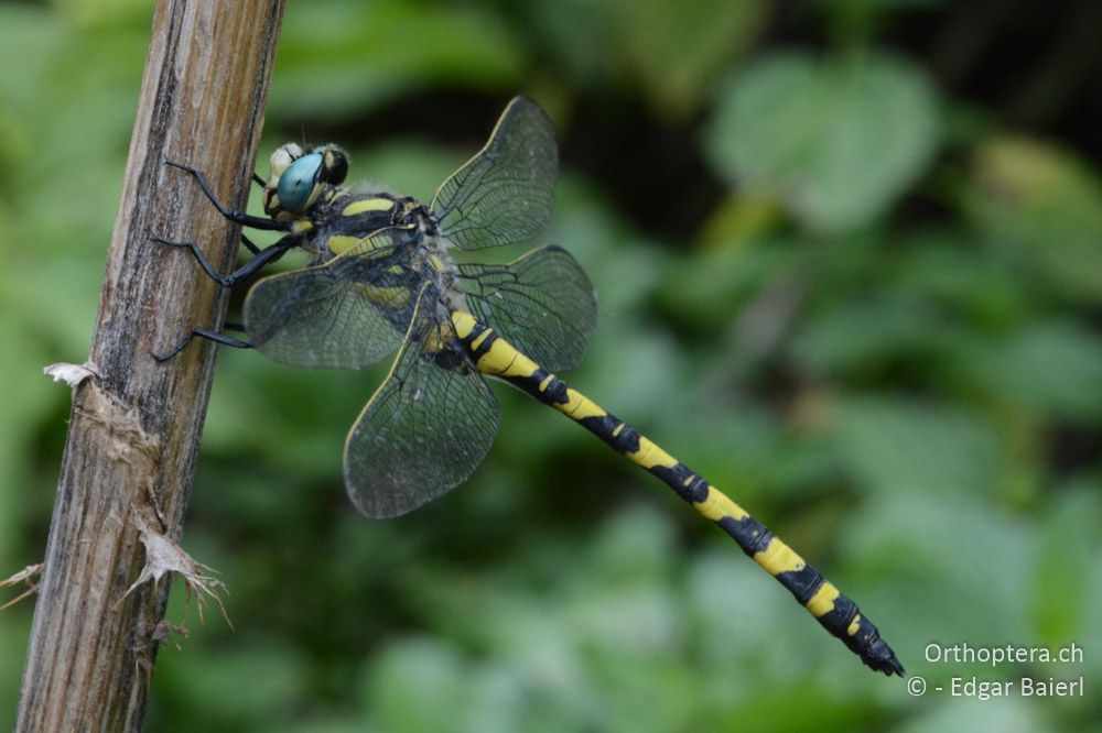 Cordulegaster insignis ♂ am künstlichen Gewässer - BG, Chaskowo, Matochina, 09.07.2018