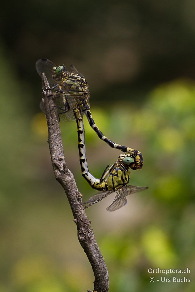 Onychogomphus forcipatus Paarungsrad - GR, Thessalien, nördlich Meteora, 27.06.2013