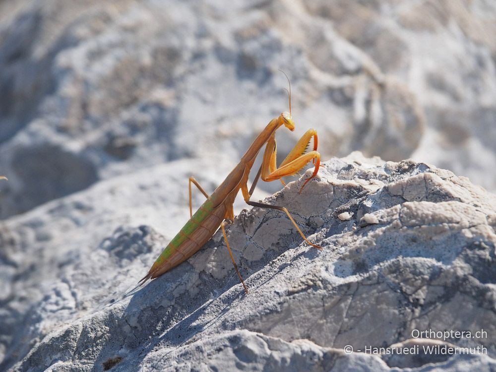 Weibliche Mantis religiosa im letzten Larvenstadium - HR, Istrien, Mala Učka, 21.07.2015