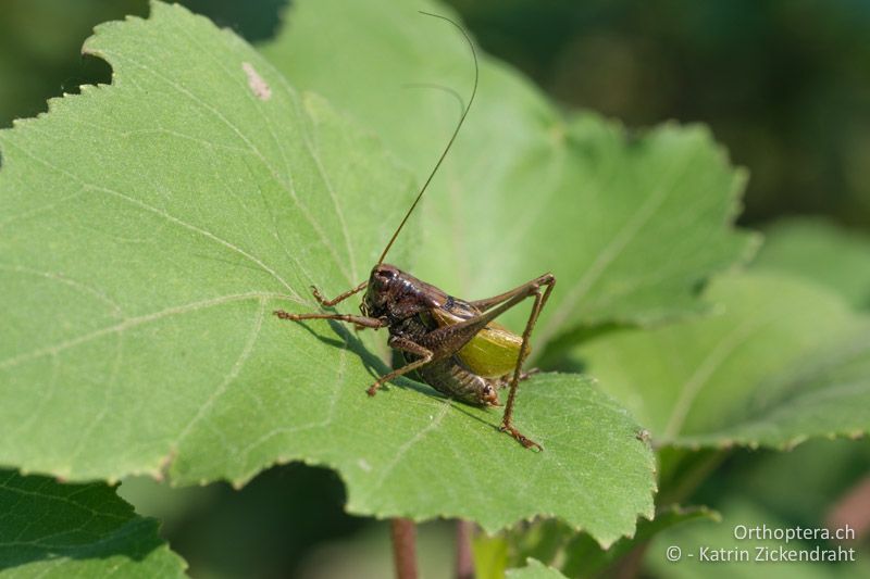 Beissschrecke Zeuneriana amplipennis, Männchen