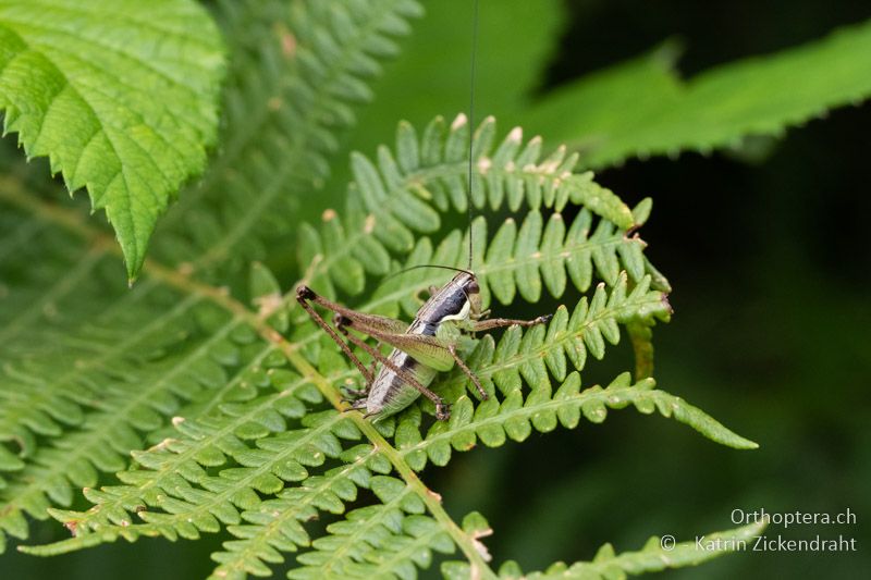 Pachytrachis gracilis ♂ Larve - BG, Plowdiw, Belovitsa, 10.07.2018