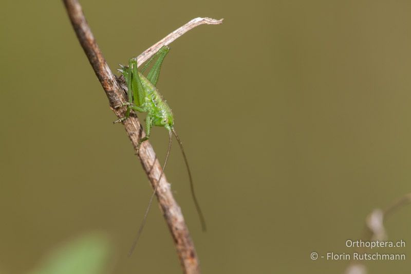 1. Larvenstadium von Tettigonia viridissima - ES, Katalonien, Les Planes del Rei, 03.04.2013