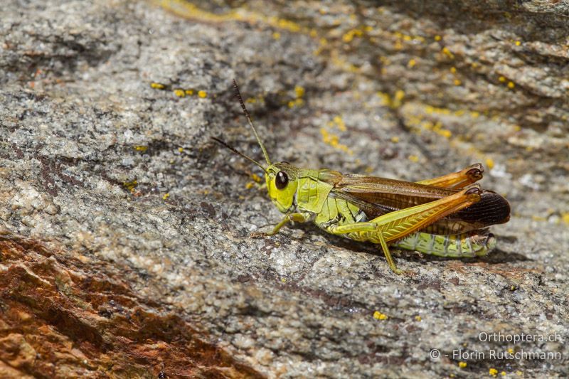 Stauroderus scalaris ♂ - CH, VS, Gampel, 10.08.2013