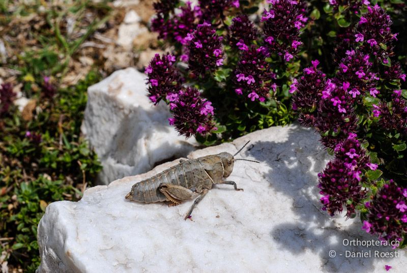 Steinschrecke Paranocaracris bulgaricus ♀ - GR, Ostmakedonien, Mt. Pangeon, 06.07.2013